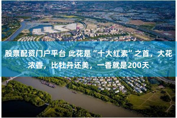 股票配资门户平台 此花是“十大红素”之首，大花浓香，比牡丹还美，一香就是200天